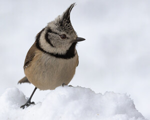 Naklejka premium A crested tit stands in deep snow against a white background