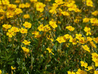 Obraz premium Yellow flax ( Latin- Linum flavum ) is a species of perennial herbaceous plants of the genus Flax of the family Flaxaceae