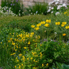 Obraz premium Meconopsis cambrica is a genus of perennial herbaceous plants of the Poppy family