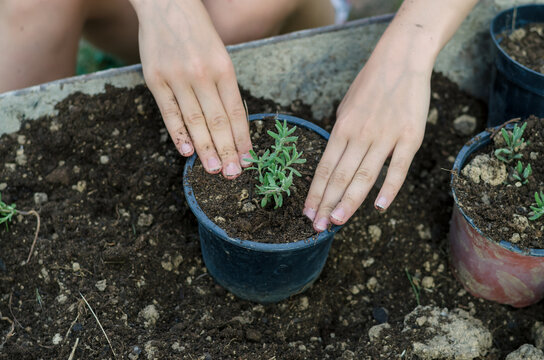 hands planting green plant into flower pot