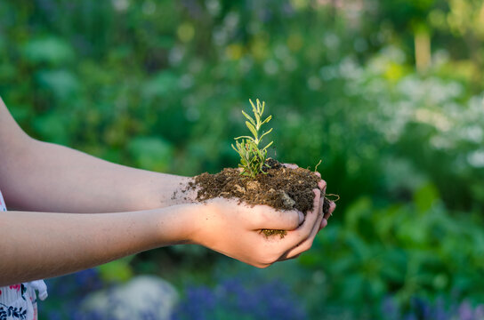 new life, spring, green plant in soil in hands