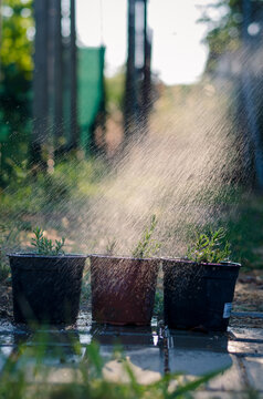 watering flowers in flower pot