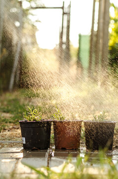 watering flowers in flower pot