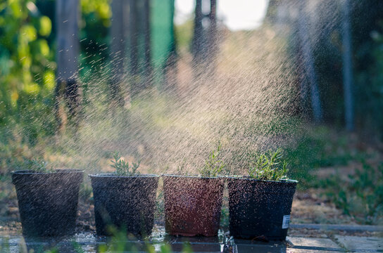 watering flowers in flower pot