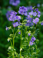 Fototapeta premium Polemonium azureum ( Latin- Polemonium caeruleum , obsolete version Polemonium coeruleum ) is a species of plant of the genus Polemonium