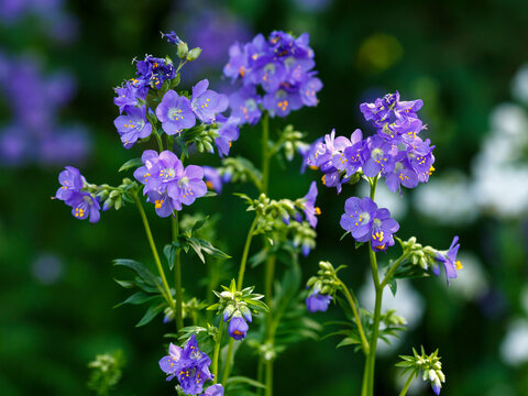 Polemonium azureum ( Latin- Polemonium caeruleum , obsolete version Polemonium coeruleum ) is a species of plant of the genus Polemonium 