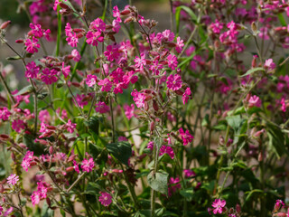 The woodland campion ( Latin Silene dioica ) is a species of dicotyledonous flowering plant included in the genus Silene of the family Caryophyllaceae