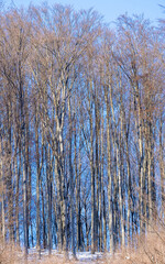 A young beech forest in late winter with blue sky in the background