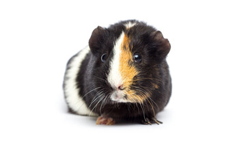 Cute tricolor guinea pig isolated on white background.