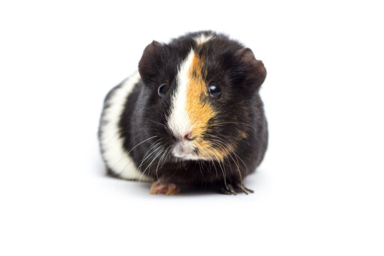 Cute tricolor guinea pig isolated on white background.