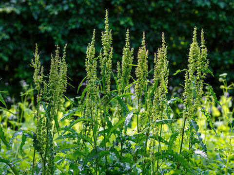 Horse sorrel ( Latin- Rumex confertus ) is a perennial herbaceous plant ; a species of the genus Sorrel ( Rumex ) of the buckwheat family ( Polygonaceae )