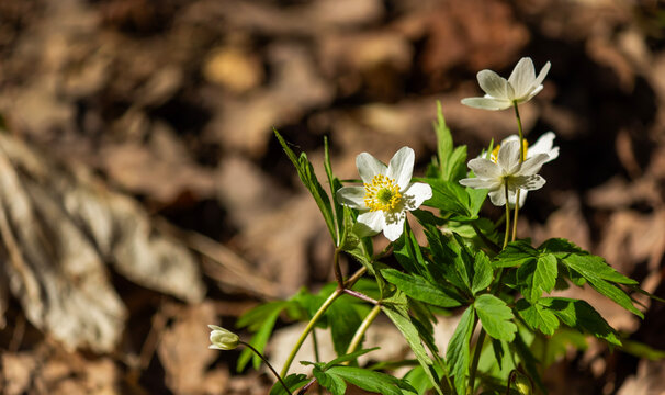 Anemonoides nemorosa, the arboreal anemone, is an early spring flowering plant of the buttercup family native to Europe