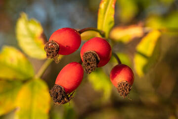Close Up of Wild Rose Fruit with Yellow Leaves Bokeh The Concept of Herbal Medicine