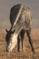 Schimmel im Morgenlicht