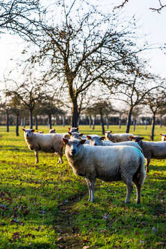 Sheep grazing in winter in an apple orchard typical of the Norman bocage in Proussy (Cond&eacute;-en-Normandie)
