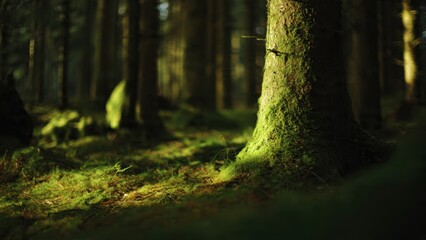 Obraz premium Mossy tree in a lush green forest