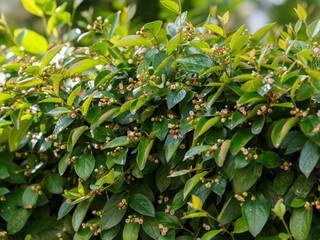 Fototapeta premium A green hedge of Cotoneaster lucidus bushes . Cotoneaster lucidus is a plant species of the genus dogwood of the rose family.