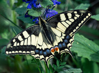 Fototapeta premium Beautiful butterfly on a leaf in spring