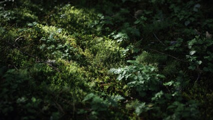 Sunlit Forest Floor with Moss and Plants