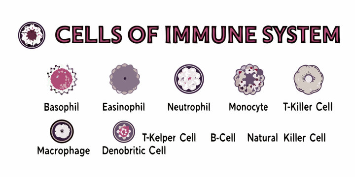 Visual guide to various cells within the human immune system illustrated
