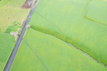 Green pastures and cows in the Azores the concept of dairy farming