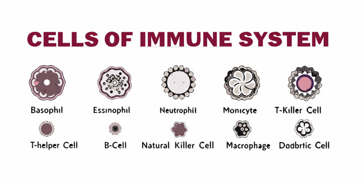 Illustrative depiction of various cells within the human immune system