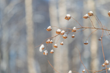 Delicate frost adorns slender seed pods peacefully, Minimalist scene showcasing frostcovered seed pods on thin branch with blurred tree trunks in soft morning illumination