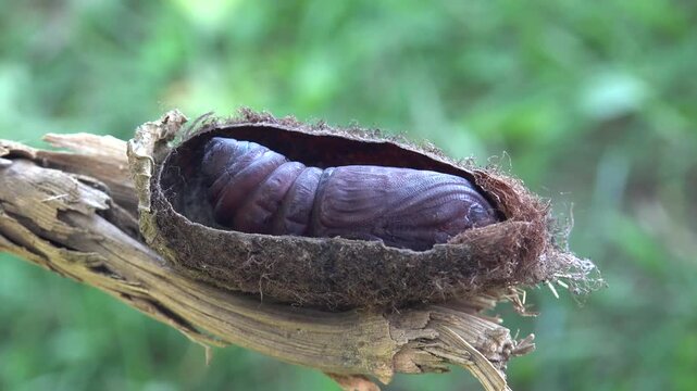 Saturnia pyri caterpillar moving inside cocoon during active pupal stage in natural habitat. Living pupa phase shows insect metamorphosis with visible motion inside protective casing.
