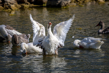 Goose Spreading Wings on a Sunlit Pond