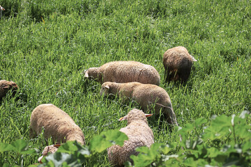 Sheep Grazing on Green Pasture in Rural Countrysid