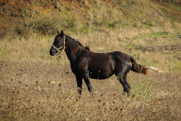 Beautiful portrait of a horse, portugal, sintra