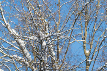 Icy branches shimmer, Bright sky highlights frozen twigs, Morning frost accents winter tree patterns, Crystallized branches against vivid azure sky reveal intricate natural details