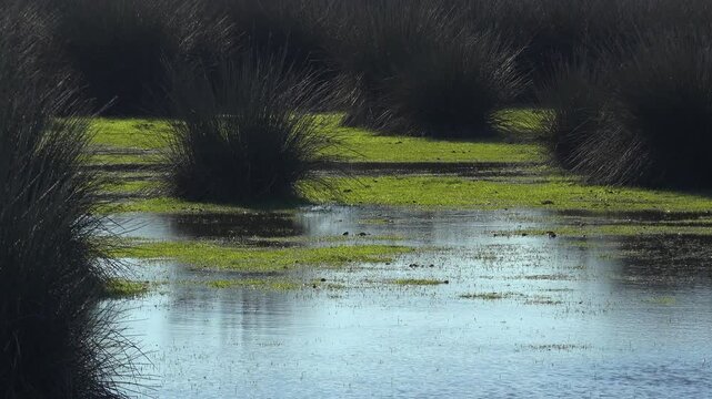 Juncus reeds growing in untouched natural lake wetland ecosystem at calm daylight. Freshwater marsh scene shows dense rush plants rising from still shallow water.