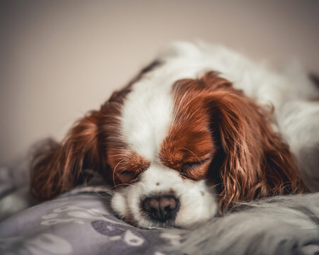 cavalier king charles spaniel