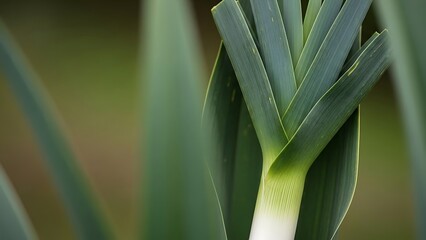 Obraz premium Fresh green leek leaves thriving in a garden. The intricate details of the leaves, with a blurred natural background