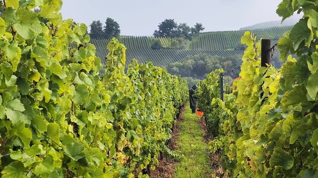 A grape picker collects grapes in the heavy rain. Manual work in hard conditions concept. Alsace, France