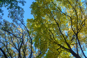 Autumn leaves changing color in Etienne Brule Park