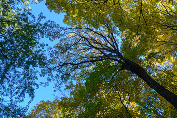 Obraz premium Etienne Brule Park autumn trees showing changing leaves
