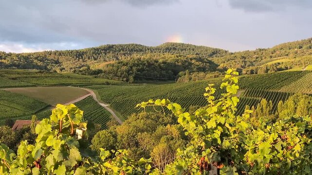 Peaceful vineyard alsacian landscape in the early morning. Harvesting period on golden hour with rainbow. Vine rode in Alsace , France, 4K	