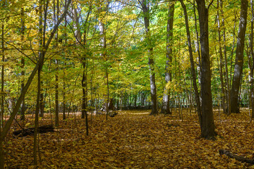 Fototapeta premium Etienne Brule Park forest path showing autumn leaves