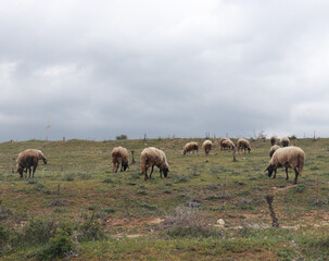 Fototapeta premium Flock of sheep grazing in rural landscape of Bulgaria