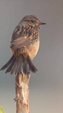 European stonechat bird is perched on a branch. The bird is looking down at something on the ground and drying his wings on early morning.