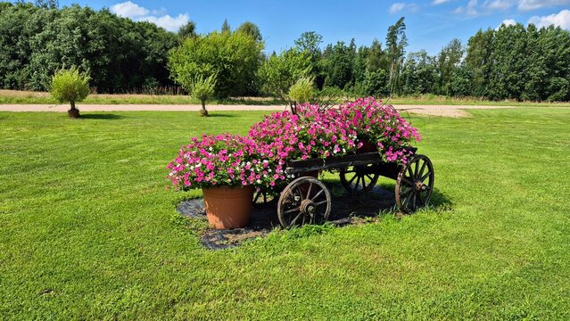 Beautiful purple Clematis flowers climbing on house facades and decorative trellises in garden