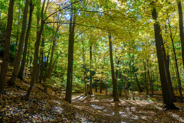 Obraz premium Autumn trees standing tall in Etienne Brule Park forest