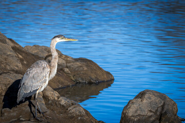 Great Blue Heron perched on rock searching for food