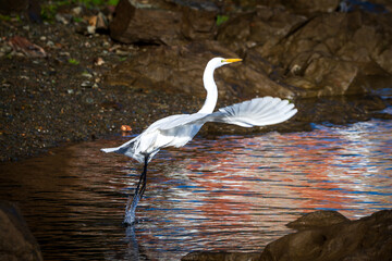 White Egret taking off from river