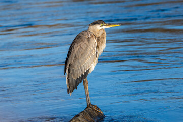 Great Blue Heron perched on rock searching for food