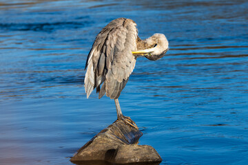 Great Blue Heron perched on rock searching for food