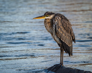 Great Blue Heron perched on rock searching for food