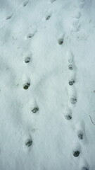 Spuren von Tieren im Schnee